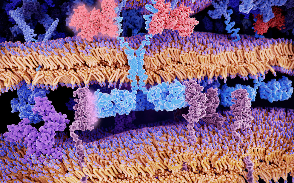 CAR T cell cancer immunotherapy, illustration